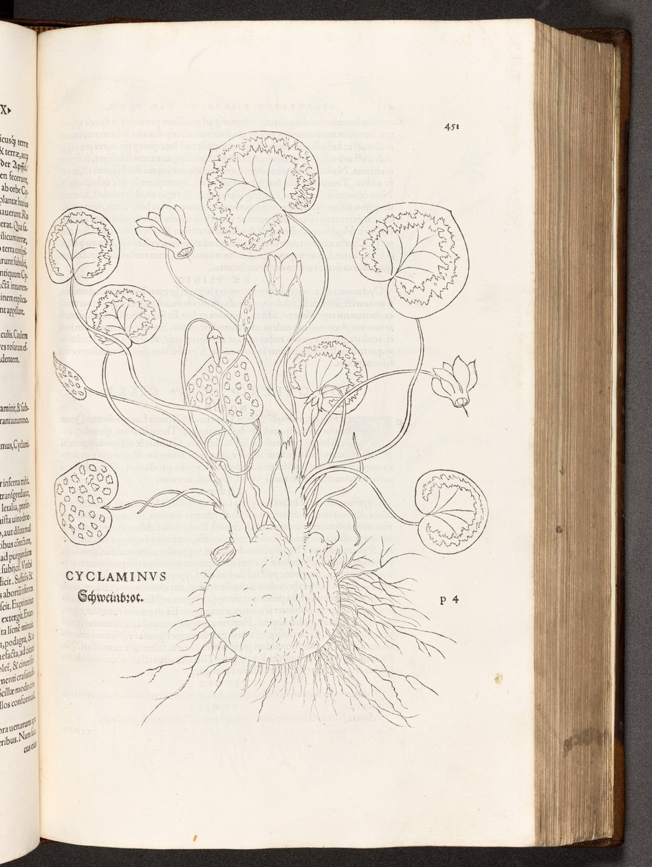 BT3.267.5 51. o. Ciklámen, illusztráció: Leonhart Fuchs: A faji különbségek története, 1542 alkotó: Heinrich and Meyer, Albert Fullmaurer
