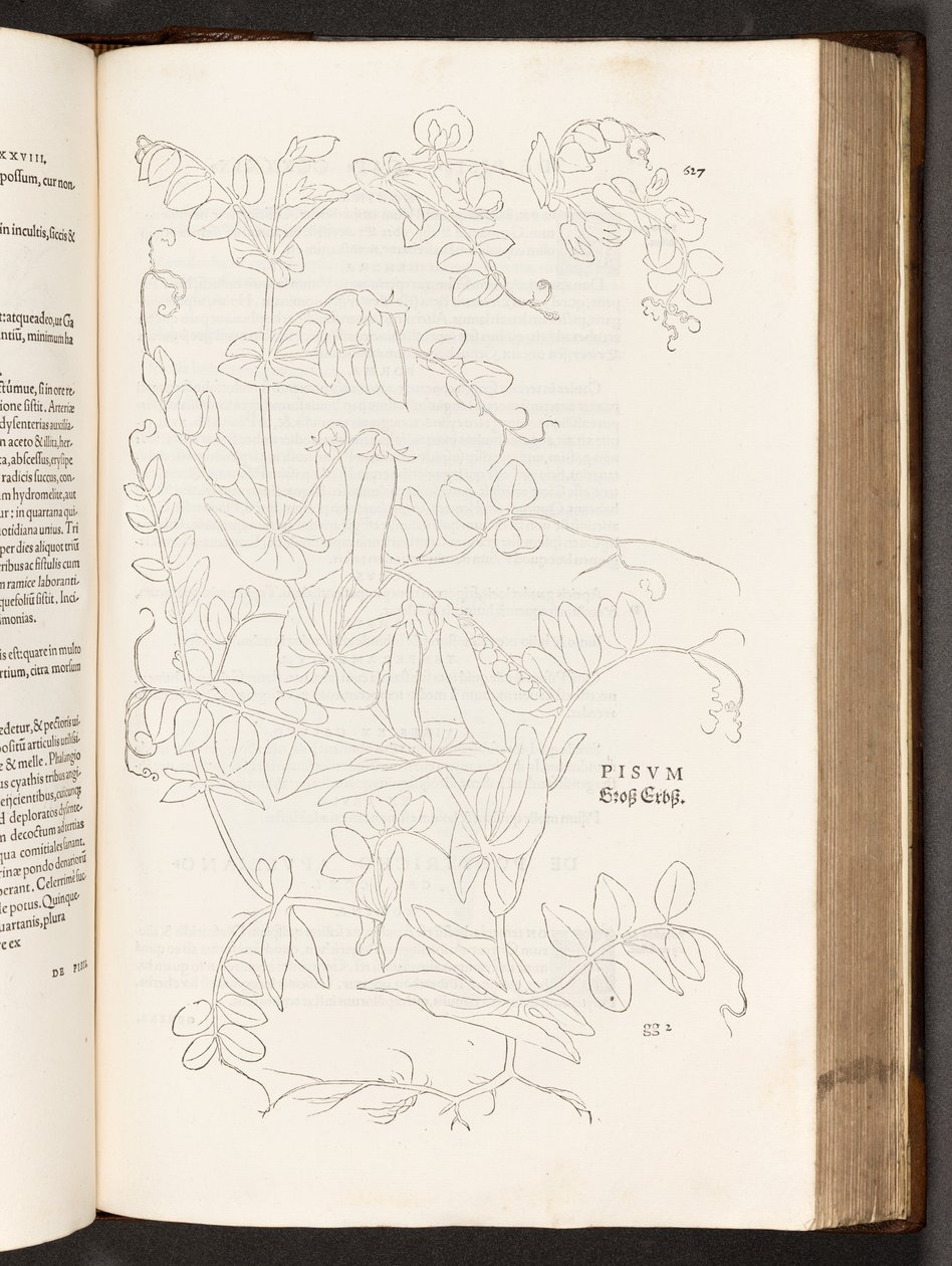 BT3.267.5. 627. o. Borsó, illusztráció: Leonhart Fuchs faji kommentárjainak története, 1542 alkotó: Heinrich and Meyer, Albert Fullmaurer