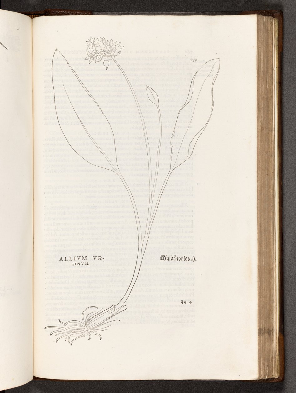 BT3.267.5 p.739 Allium, illusztráció: Leonhart Fuchs: A rasszizmus története, 1542 alkotó: Heinrich and Meyer, Albert Fullmaurer
