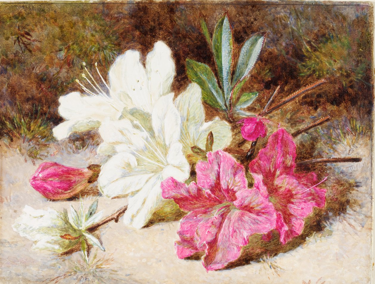 Azalea Bloom, 1865-74 körül alkotó: Helen Cordelia Coleman Angell