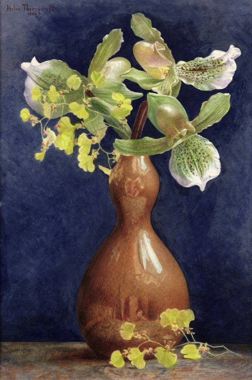 Orchideák rézvázában, 1881 (ceruza és wc gouache-val magasított papíron) alkotó: Helen Thornycroft