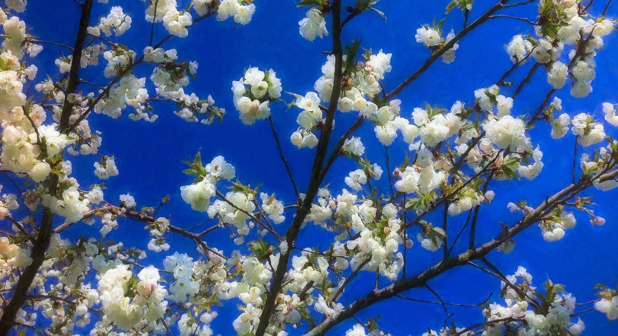 Blossom on Blue, 2018, alkotó: Helen White