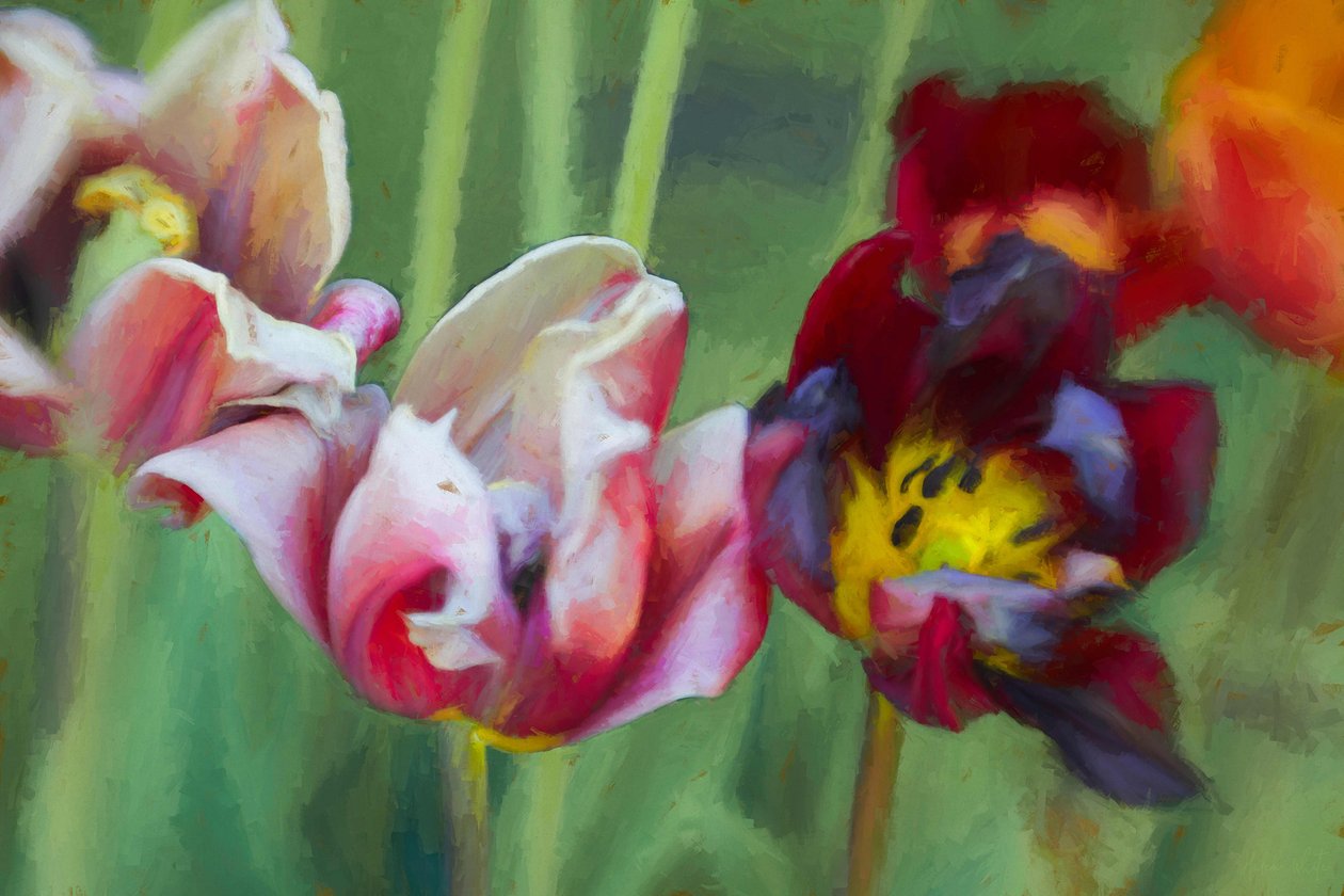 Fényes tulipánok, 2018, alkotó: Helen White
