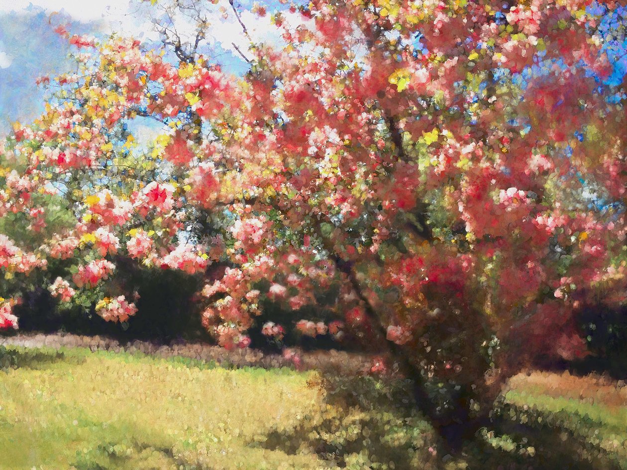 Cseresznyevirág, 2018, alkotó: Helen White