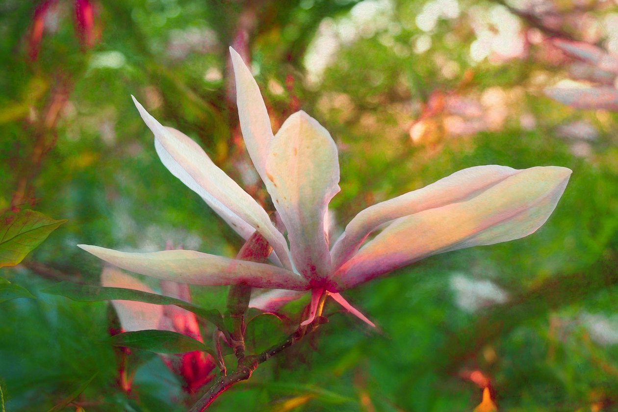 Magnolia, 2018, alkotó: Helen White