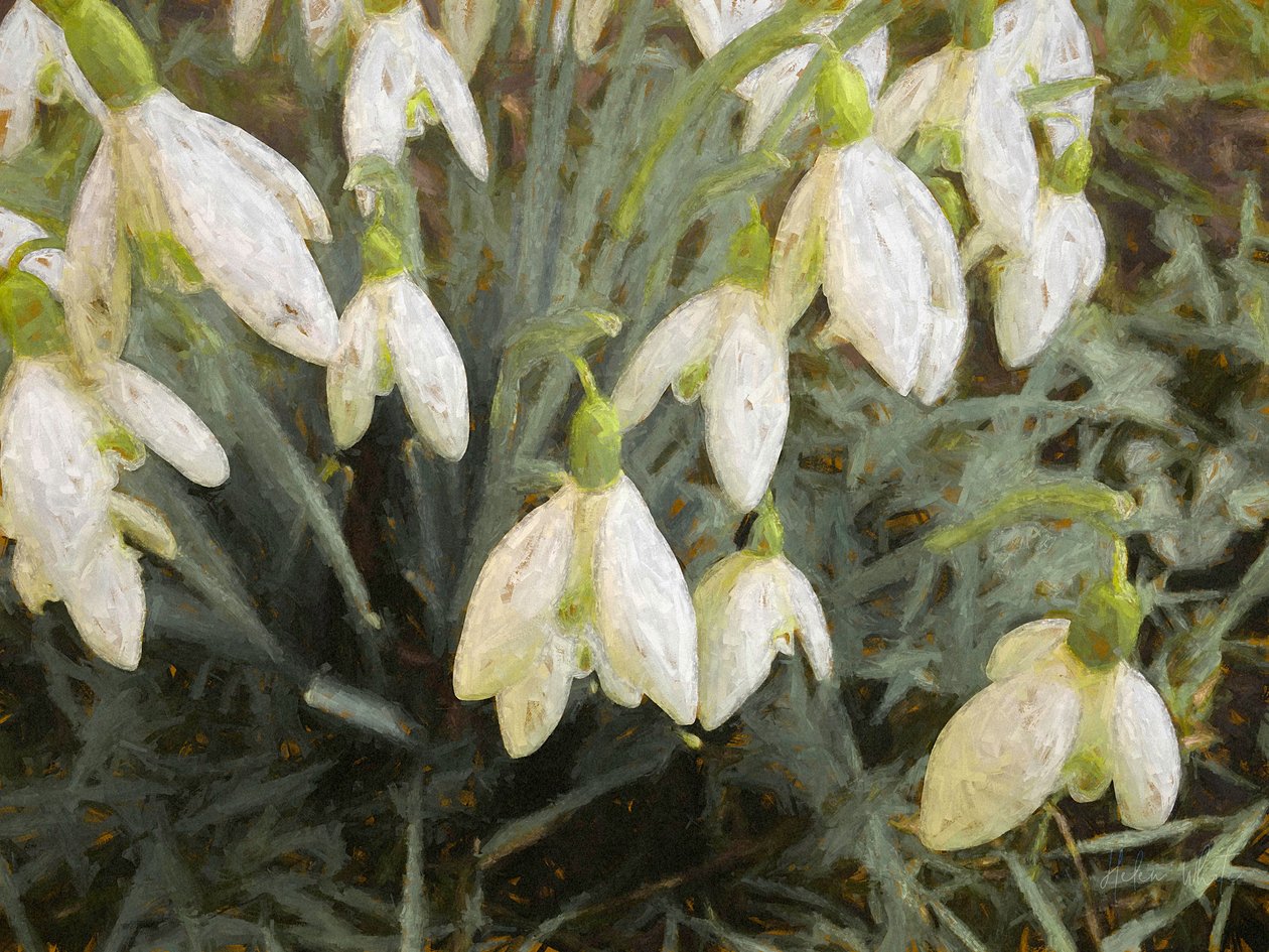 Hóvirág, 2019, alkotó: Helen White