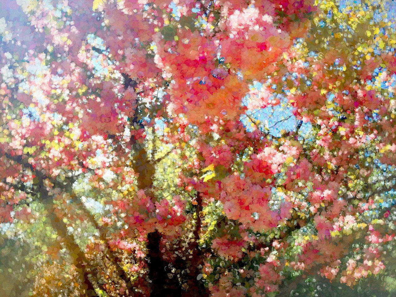 Spring Blossom Sky, 2018, alkotó: Helen White