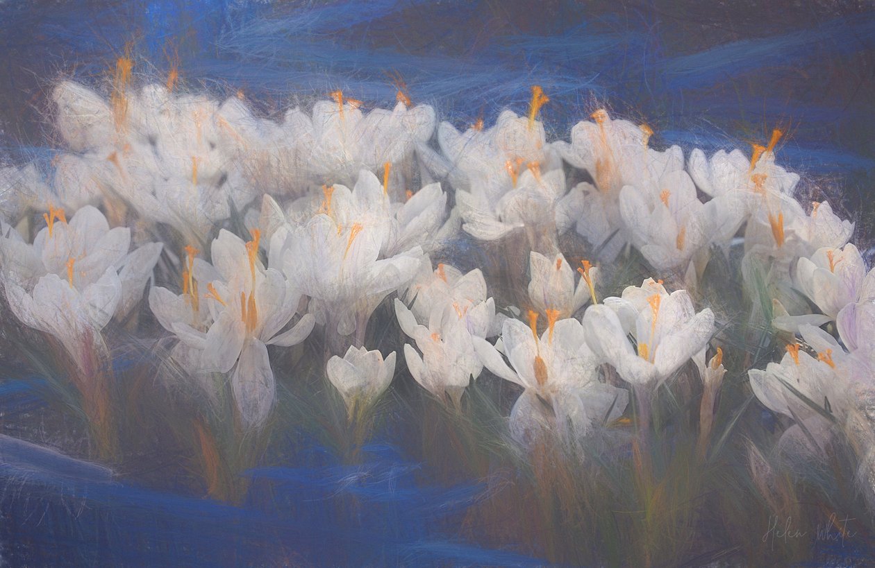 Tavaszi krókuszok, 2018, alkotó: Helen White