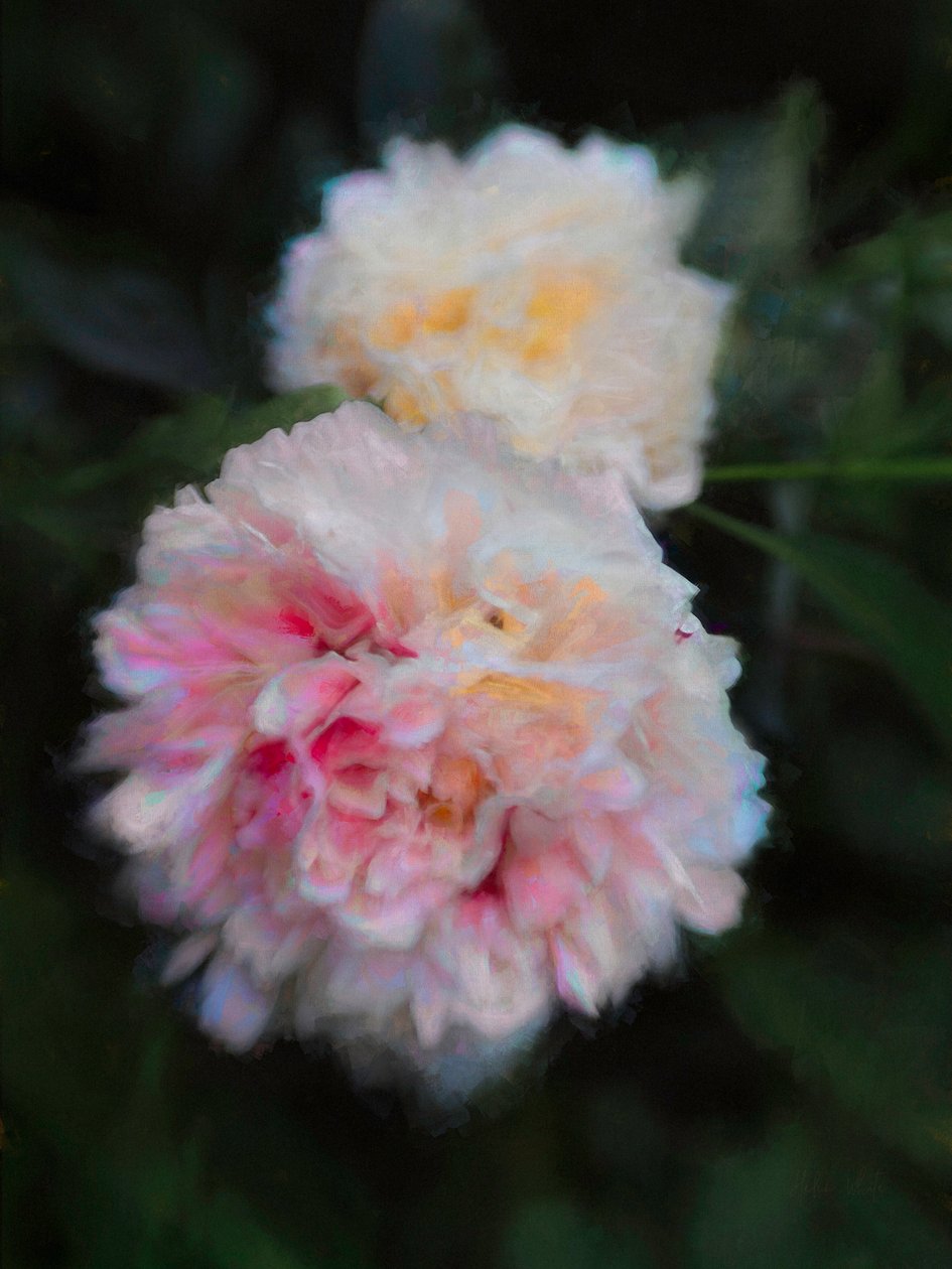 Nyári bazsarózsa, 2018, alkotó: Helen White