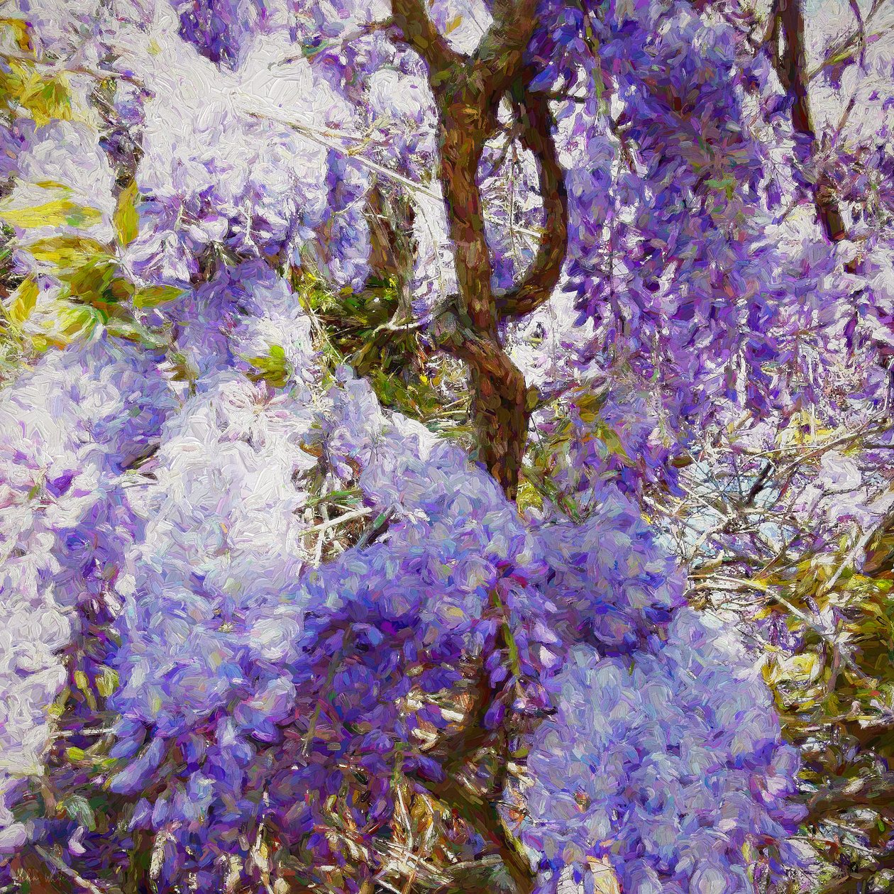 Wisteria, 2018, alkotó: Helen White