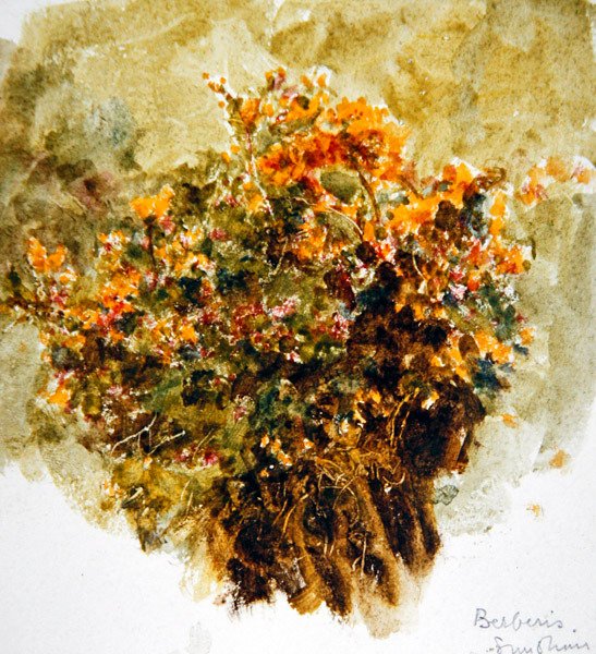 Berberis, napfény (akvarell papíron) alkotó: Helen Allingham