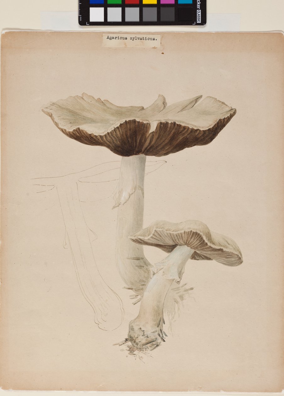 Agaricus Augustus alkotó: Helen Beatrix Potter