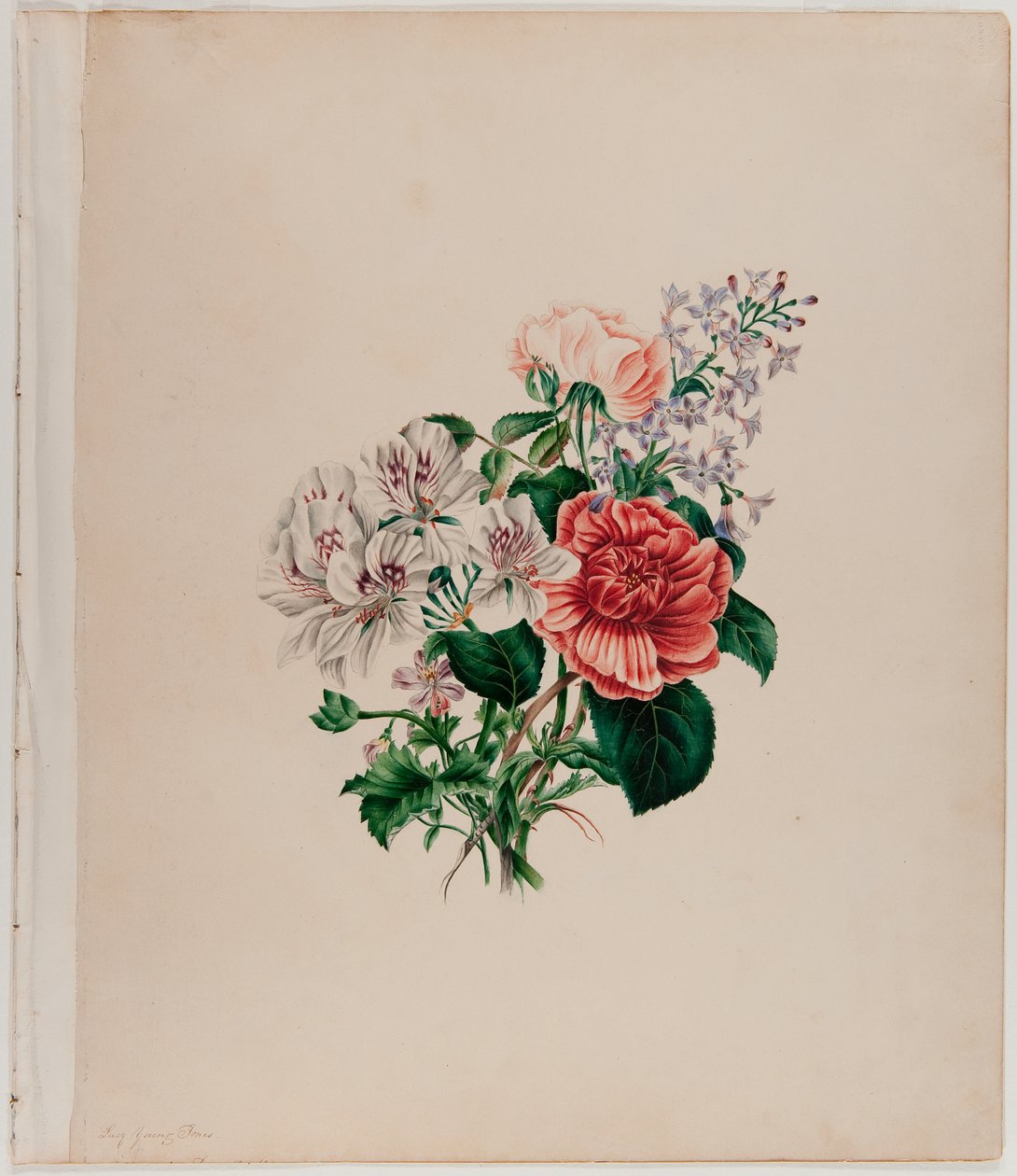 Szent Leon csokor, 1842 körül (akvarell, papír) alkotó: Helen Lockie and family Jones