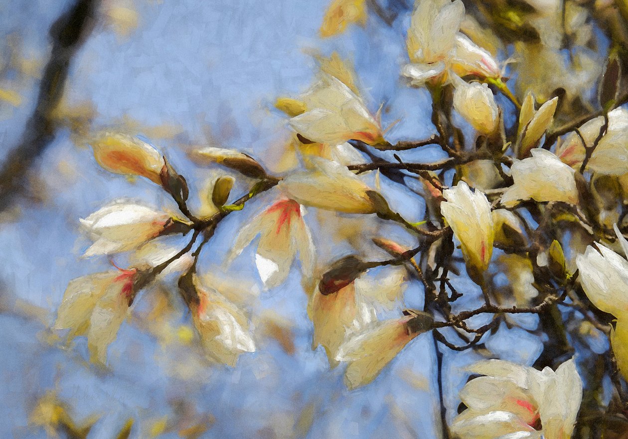 Blue Sky Magnolia, 2019 alkotó: Helen White
