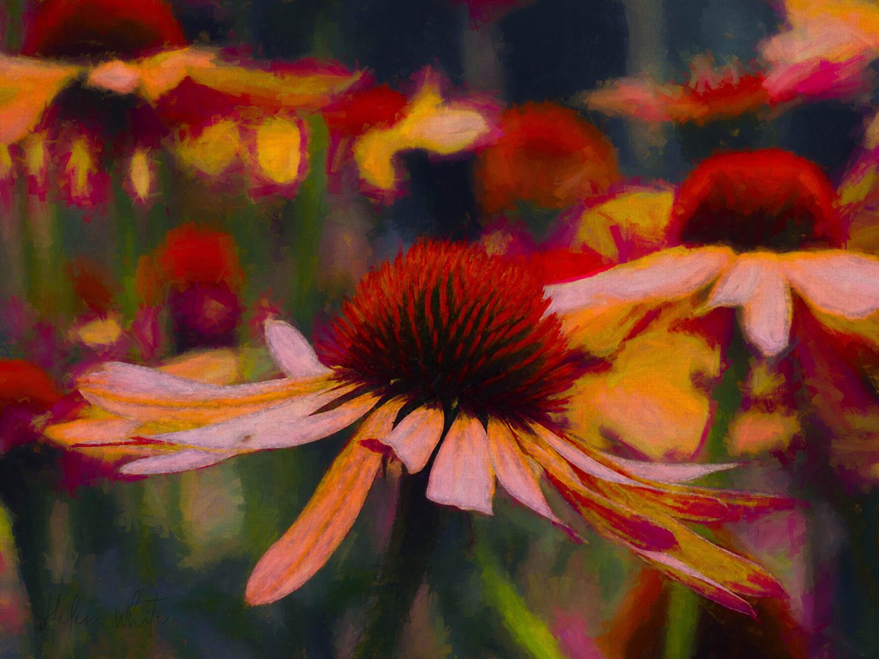 Daisy Daisy, 2019 alkotó: Helen White