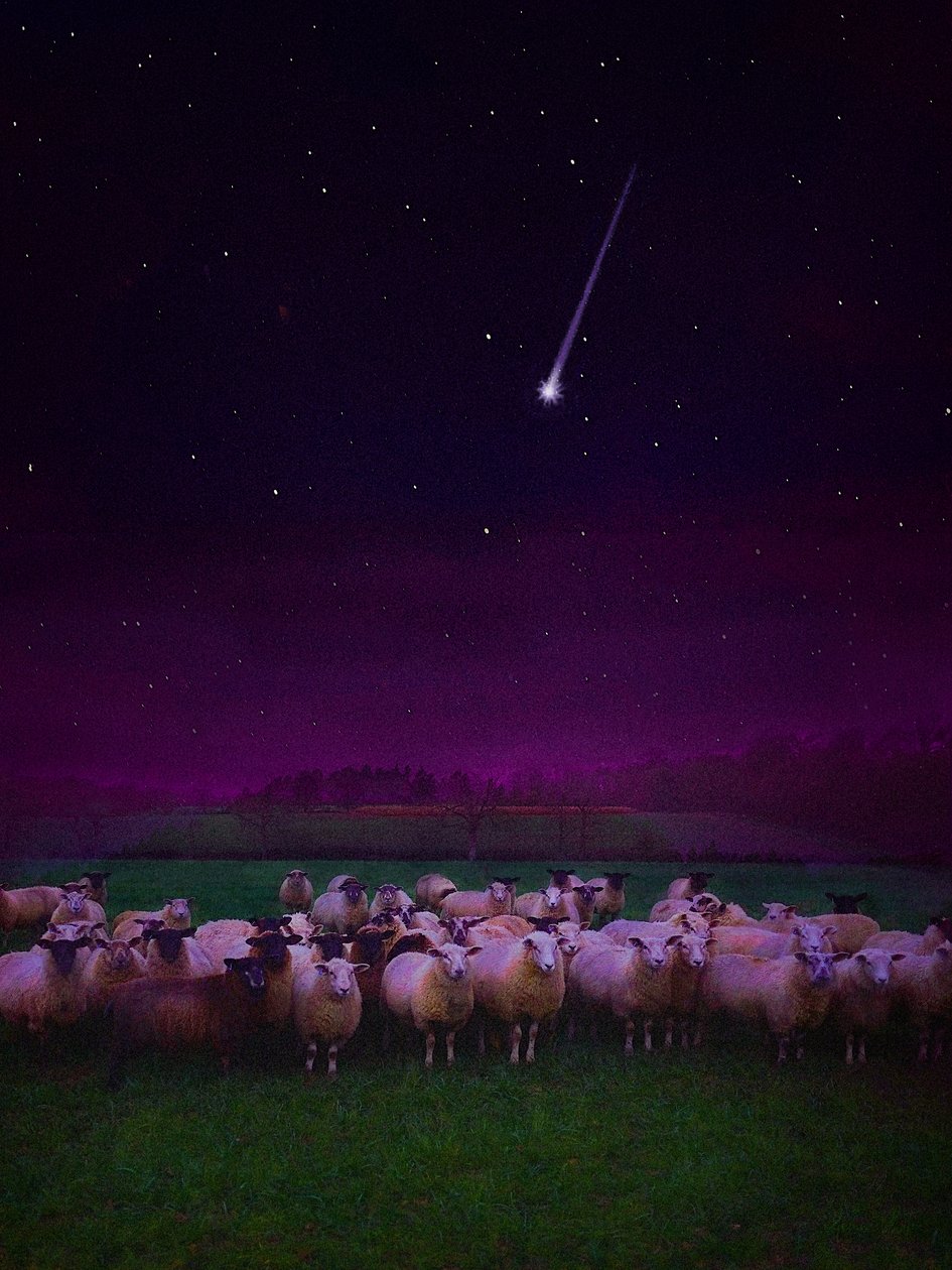 Flock by Night, 2019 alkotó: Helen White