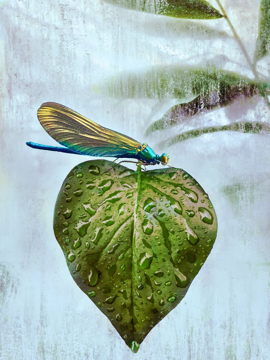 Repülőlátogatás, 2019 alkotó: Helen White