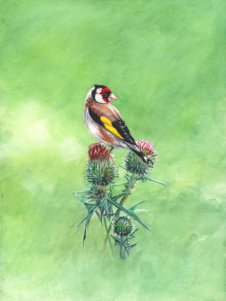Goldfinch II, 2021 (akvarell) alkotó: Helen White