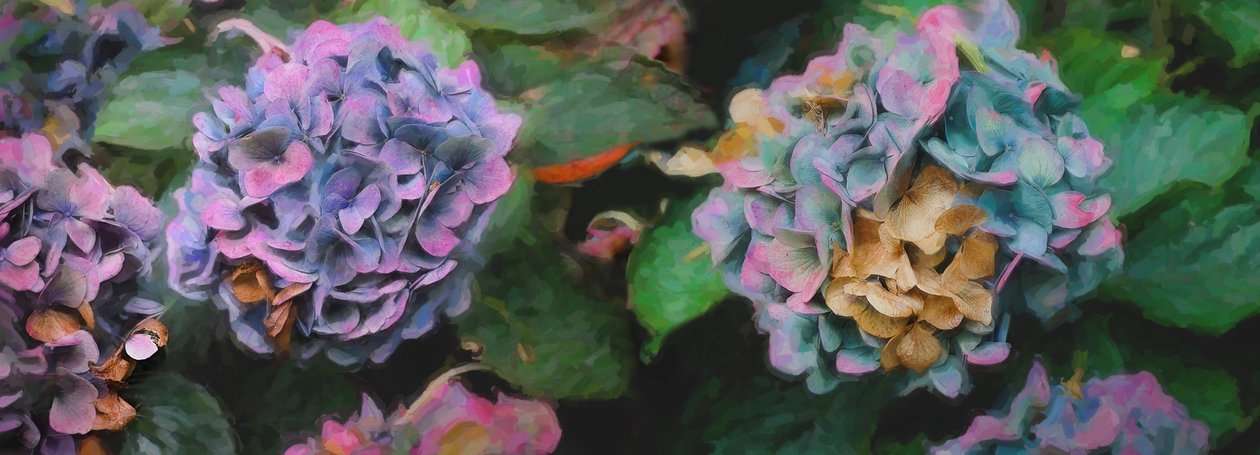 Hortenzia, 2018, alkotó: Helen White