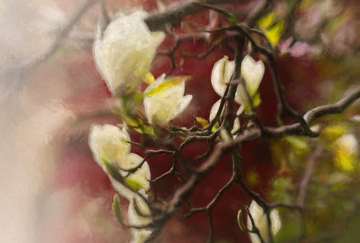 Magnólia, 2018 alkotó: Helen White