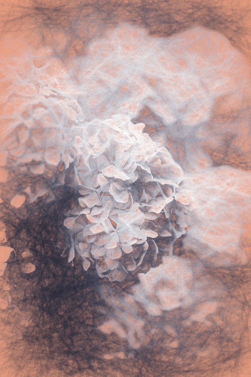 Hortenzia torta, 2018, alkotó: Helen White