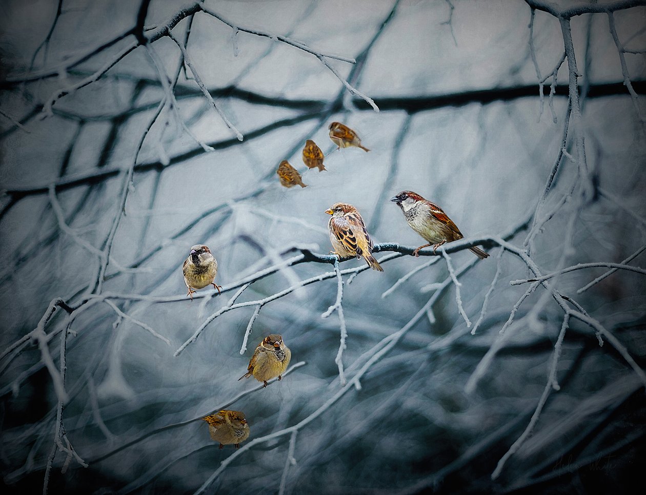 Tele élettel, 2019 alkotó: Helen White