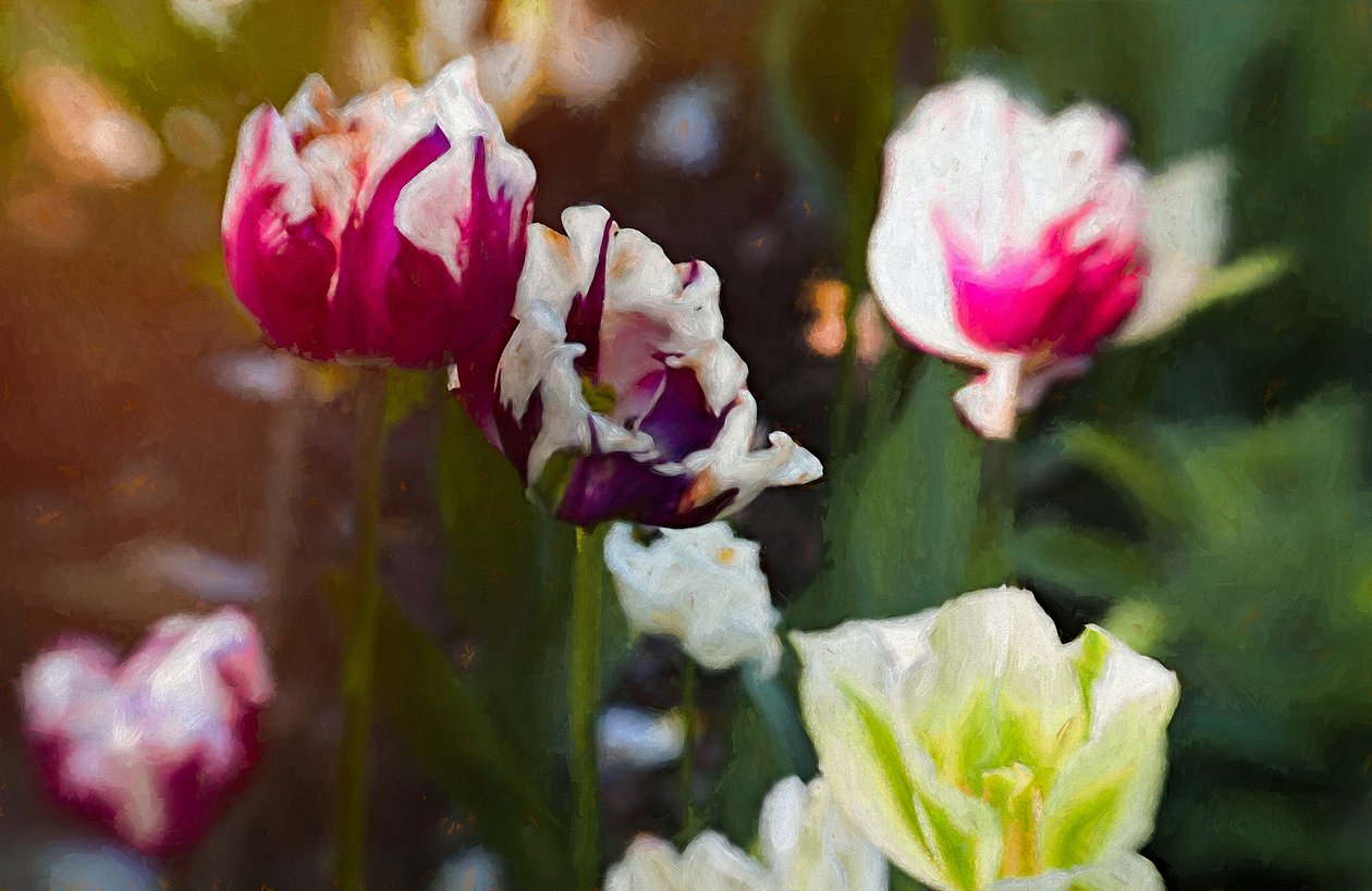 Tulipánfolt, 2019 alkotó: Helen White