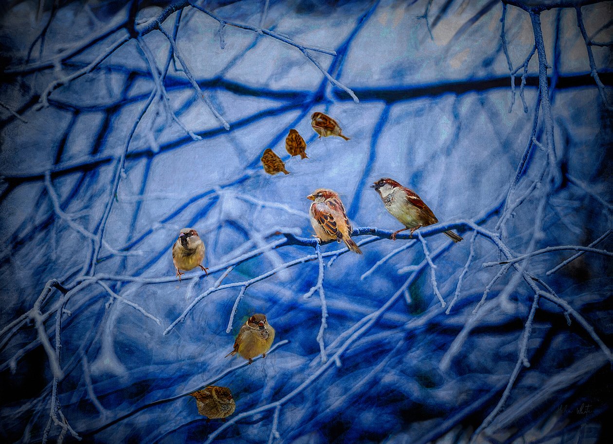 Winter Sparrows, 2020   1377176   hu       hungarian Successfully Translated  Original: ""Marthe et Marie Madeleine"" Peinture de Michelangelo Merisi dit Le Caravage ou il Caravaggio (1571-1610) vers 1598 Dim. 100x134,5 cm Detroit Institute of Art Translat alkotó: Helen White