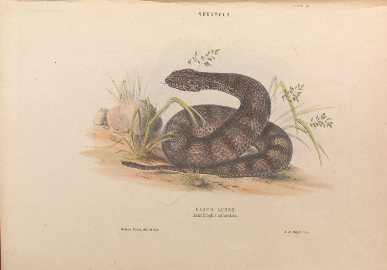 Haláladó, Acanthophis antarktisz alkotó: Helena Forde