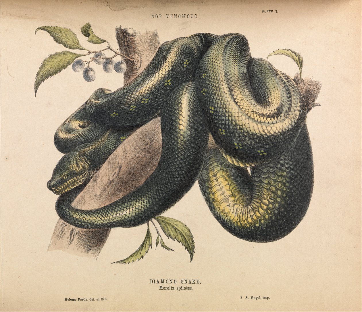Diamond Snake, Morelia spilotes alkotó: Helena Forde