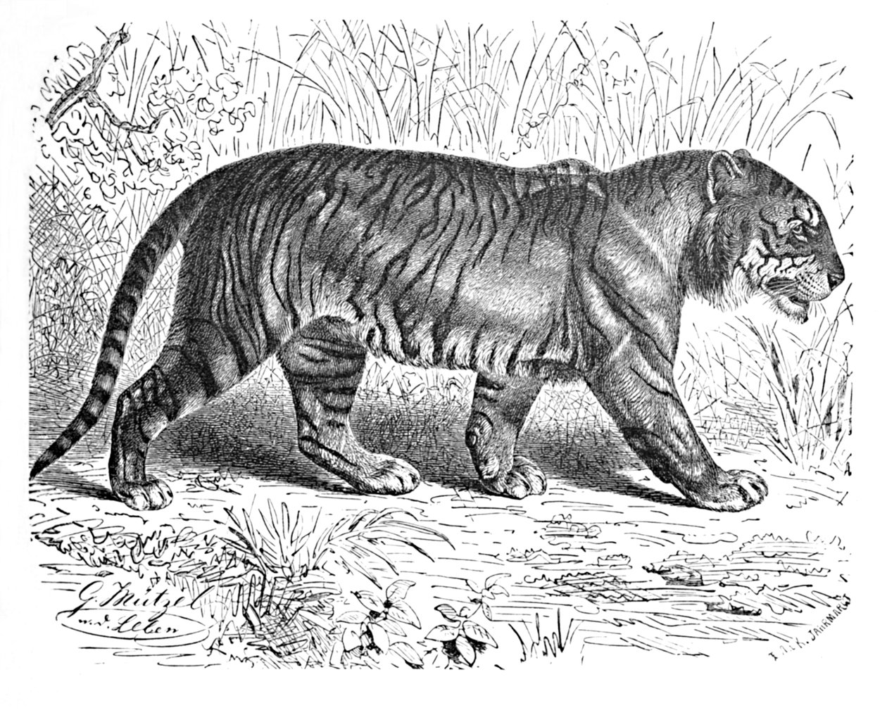 Bengáli tigris, c1900 alkotó: Helena J. Maguire
