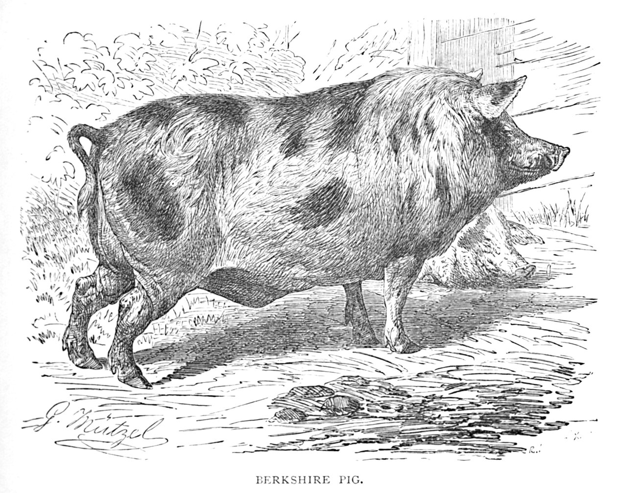Berkshire Pig, c1900 alkotó: Helena J. Maguire