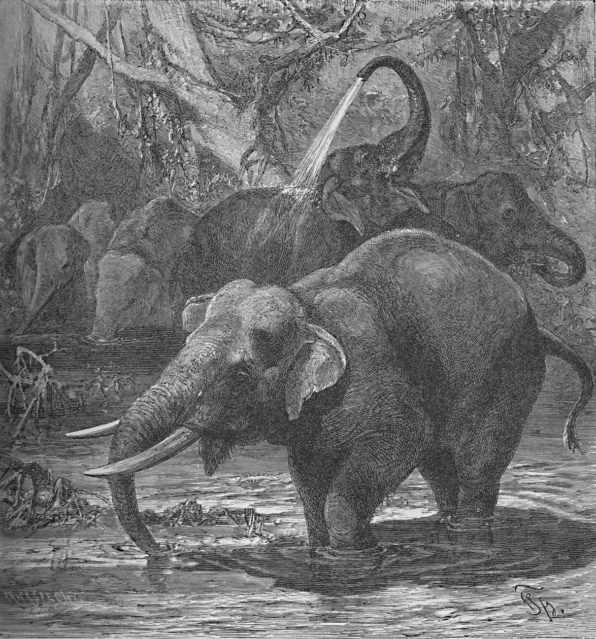 Indiai elefántok fürdőzése, 1900 alkotó: Helena J. Maguire