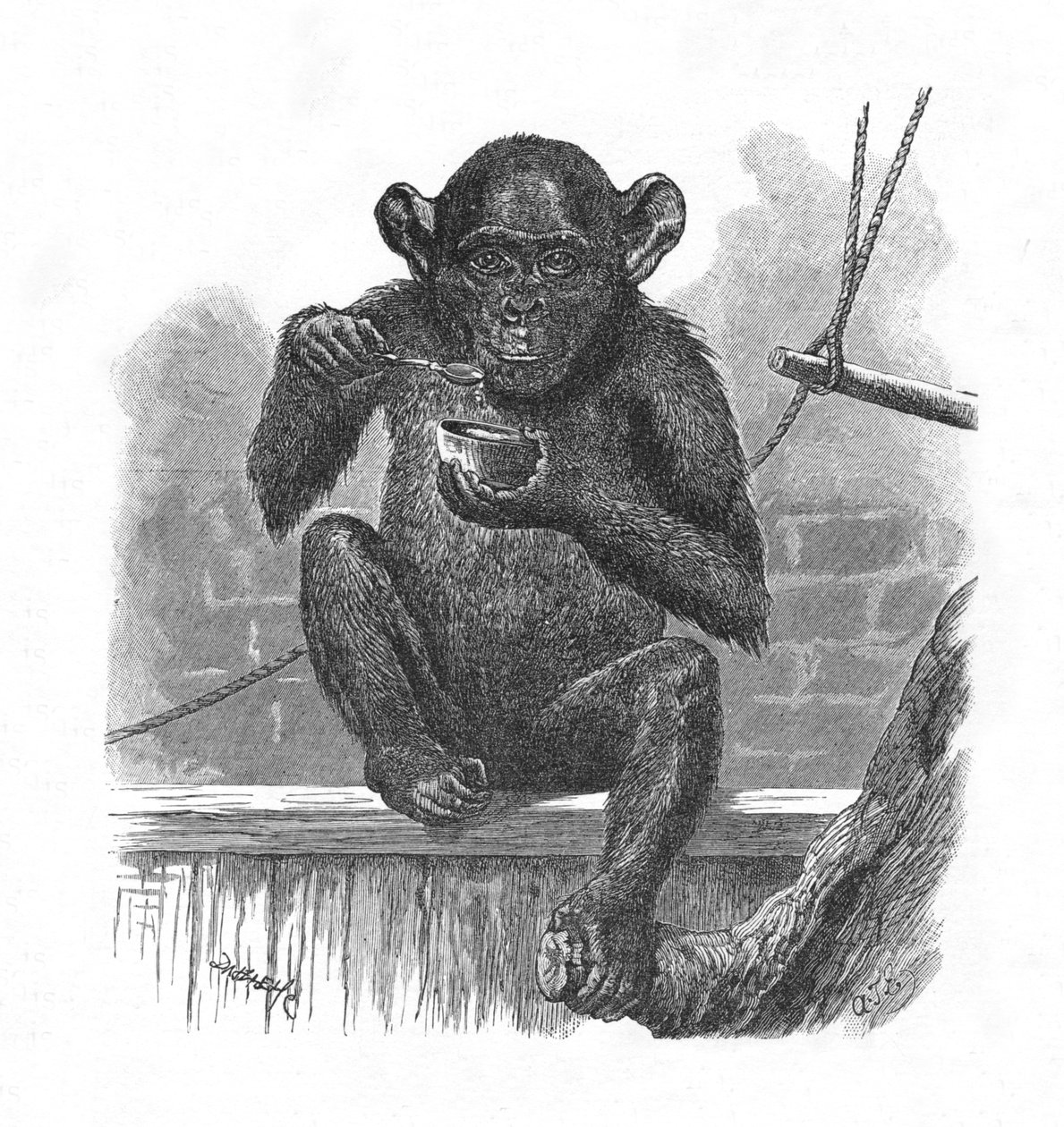 A csimpánz Sally., 1900 alkotó: Helena J. Maguire