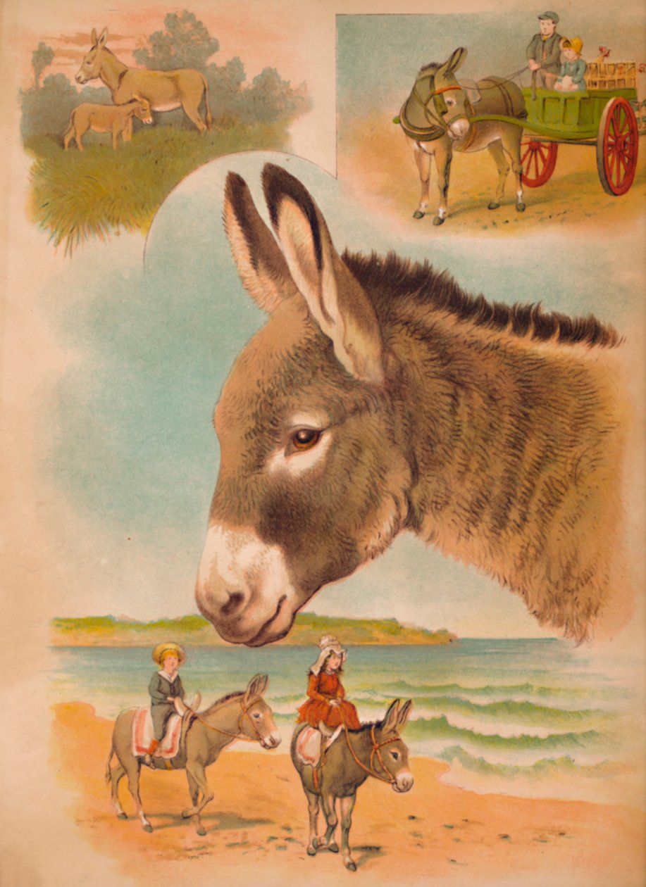A szamár, c1900 alkotó: Helena J. Maguire