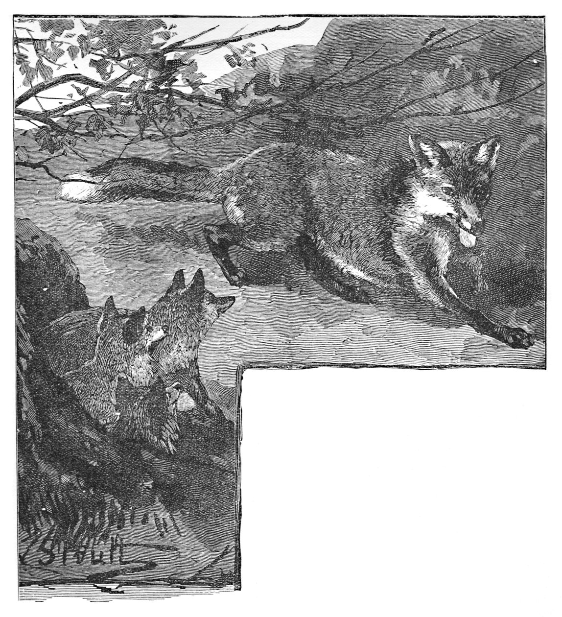 A róka és kölykei, c1900 alkotó: Helena J. Maguire