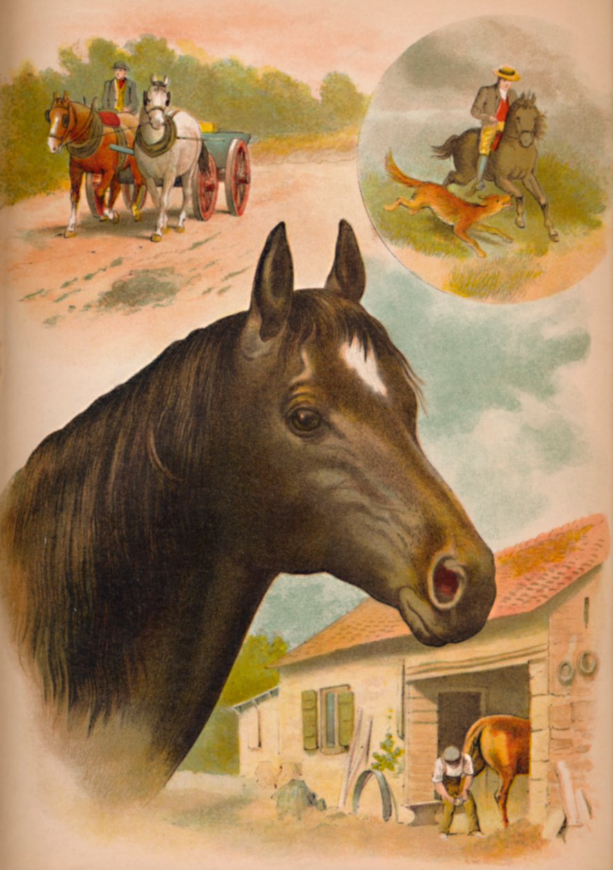 A ló, c1900 alkotó: Helena J. Maguire