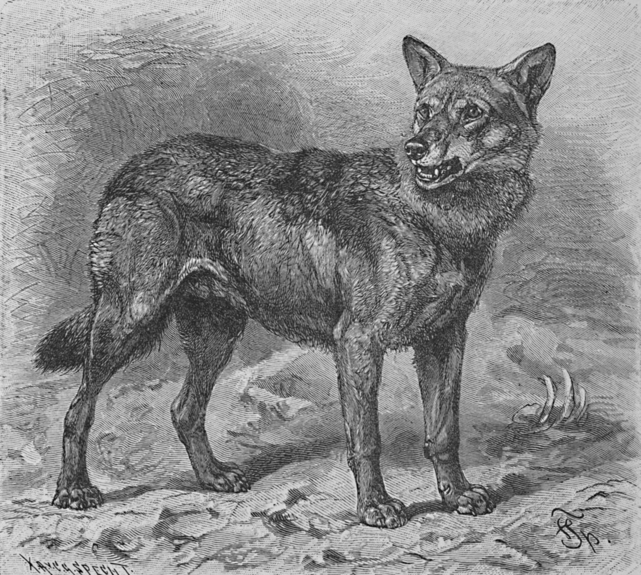 A farkas, c1900 alkotó: Helena J. Maguire