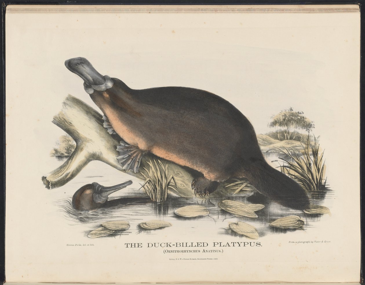 Ausztrália emlősei (Krefft) Nla.obj-33627803-16 The Duck-billed Platypus (A kacsacsőrű víziló) alkotó: Helena Scott