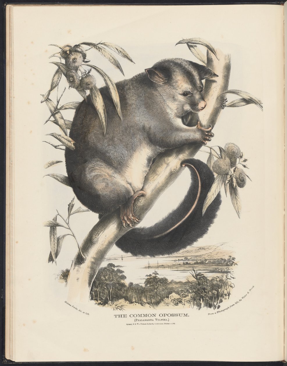 Ausztráliai emlősök (Krefft) Nla.obj-33627803-9 A közönséges oposszum. alkotó: Helena Scott