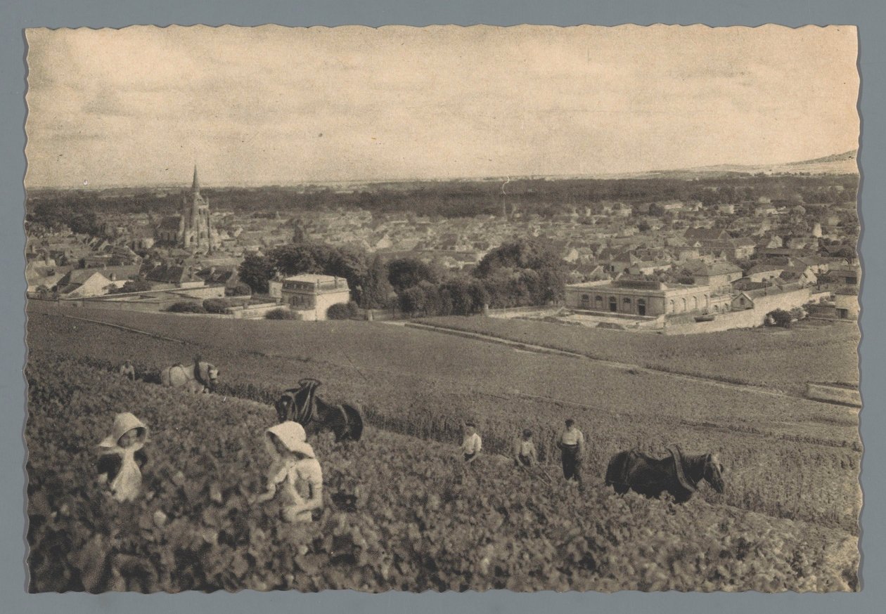 AY – Fekete szőlő szedés (cím a tárgyon) alkotó: Helio Cachan