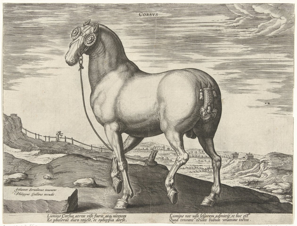 Ló Korzikáról Corsvs (cím az objektumon) Lófajták az osztrák Don Juan királyi istállójából (sorozat címe) Equile Ioannis Austriaci Caroli (sorozat címe) alkotó: Hendrick Goltzius (possibly)