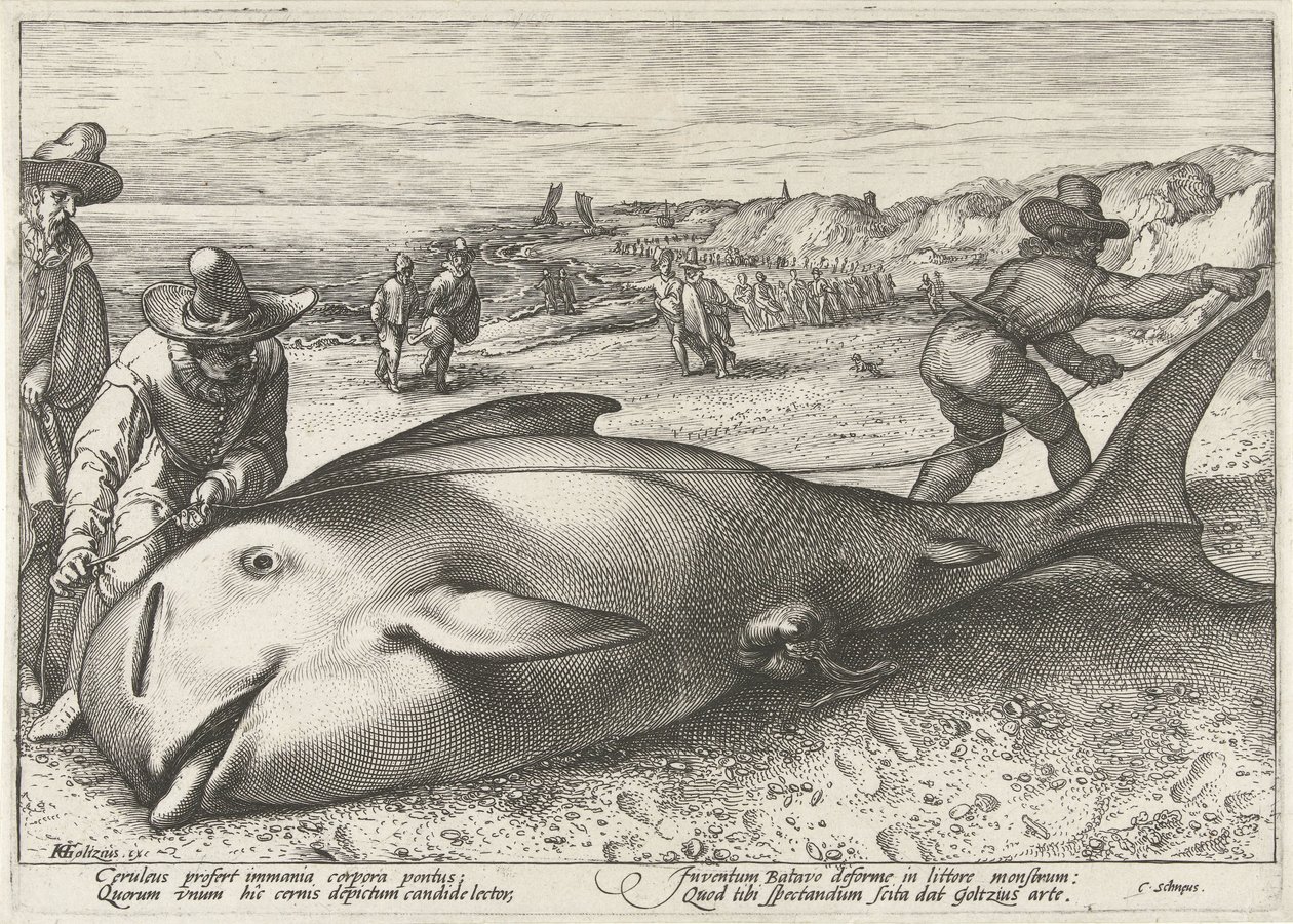Elakadt pilóta bálna a zandvoorti tengerparton, 1594 alkotó: Hendrick Goltzius (workshop of)
