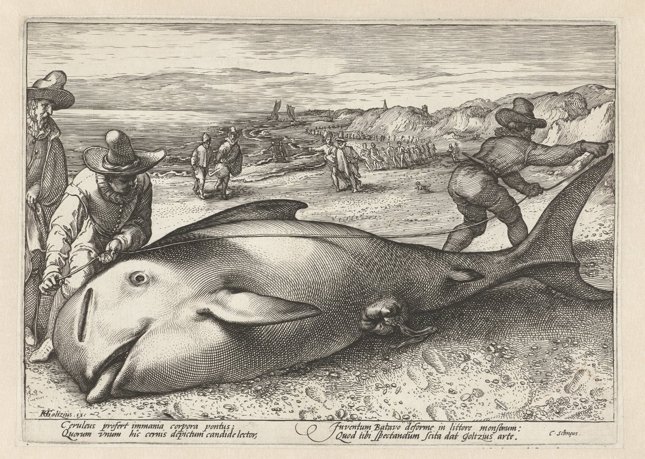 Két férfi egy partra vetett bálnát mér alkotó: Hendrick Goltzius (workshop of)