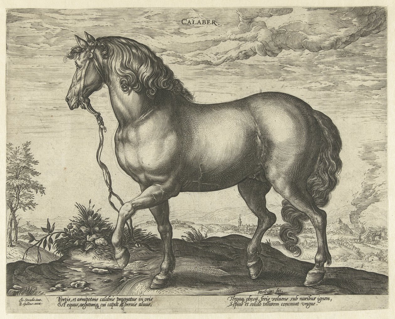 Ló Calabriából Calaber (cím az objektumon) Lófajták az osztrák Don Juan királyi istállójából (sorozat címe) alkotó: Hendrick Goltzius