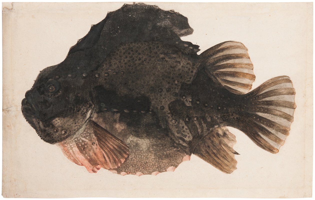 Hím kölönte tanulmány alkotó: Hendrick Goltzius