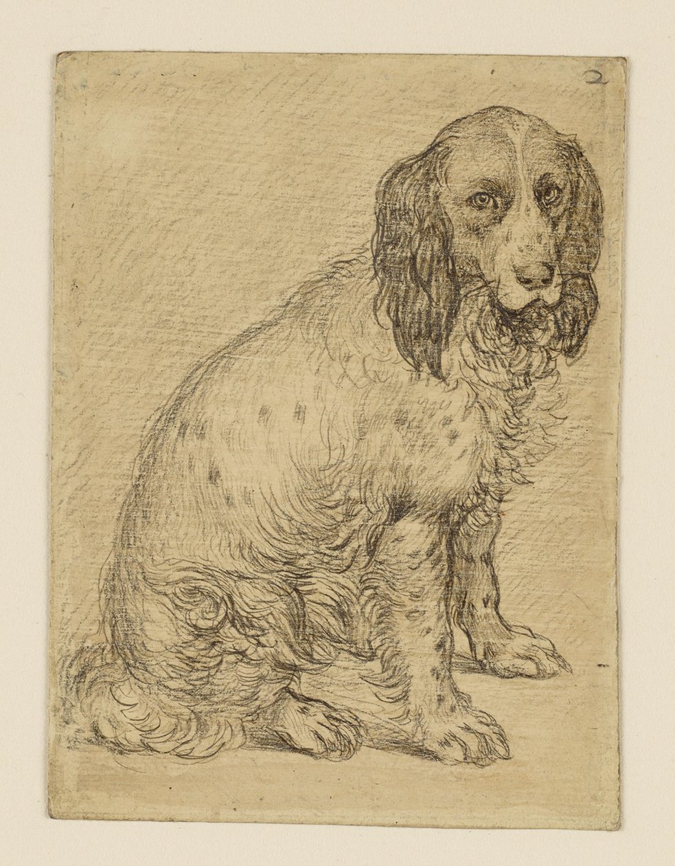 Ülő drentse patrijshond alkotó: Hendrick Goltzius