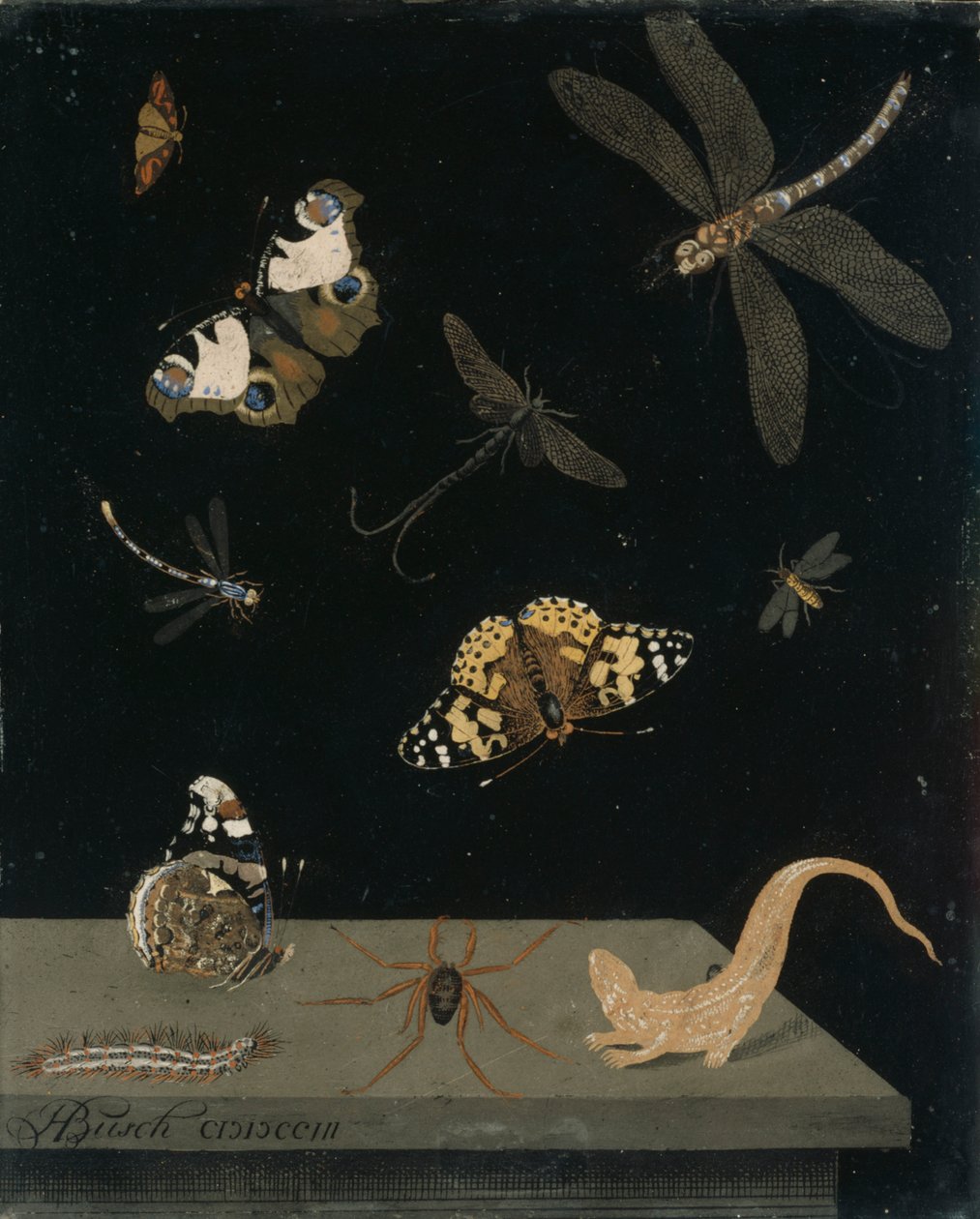 Scagolia panel rovarokkal és szalamandrával, 1703 (festett vakolat) alkotó: Hendrik Busch