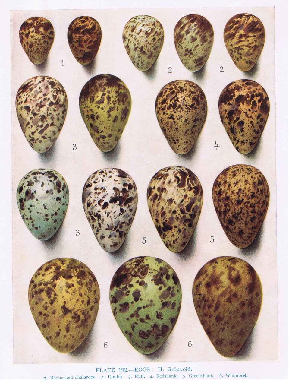 Tojás: Dotterell: Common Sandpiper: etc, illusztráció a „British Birds” című művéből, Kirkman und Jourdain, 1966 alkotó: Hendrik Gronvold
