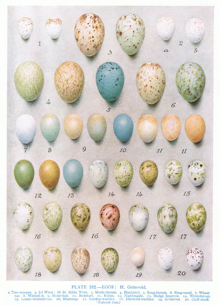 Tojás: Zöldpinty: Aranypinty stb., Illusztráció a "British Birds"-ből, Kirkman und Jourdain, 1966 alkotó: Hendrik Gronvold